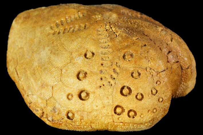 Fossil Echinoid (Lovenia) - Australia #114595